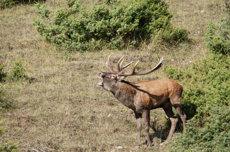 Un''arena molto contesa
